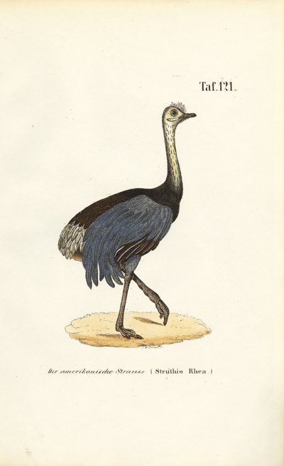  alkotó: J. W. Tenhaeff