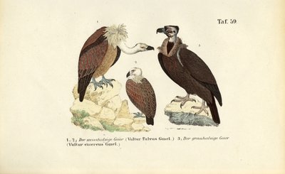  alkotó: J. W. Tenhaeff
