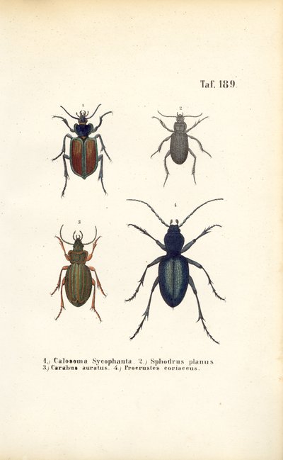 A Carabidae és Platyninae családok földi bogarai alkotó: J. W. Tenhaeff