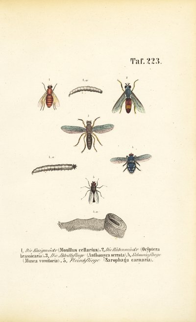 Káros légyfajok és lárváik alkotó: J. W. Tenhaeff