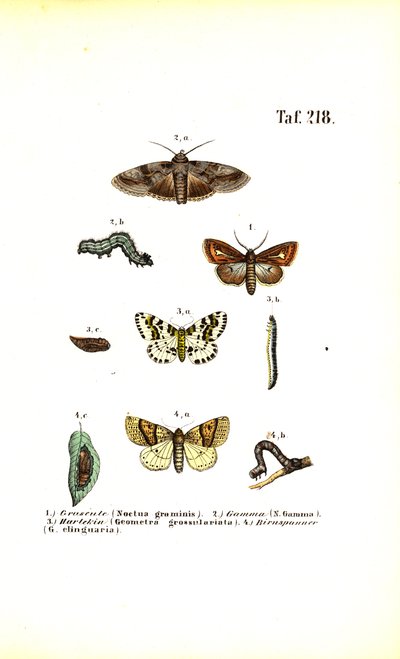 Káros molylepkék és fejlődési szakaszaik alkotó: J. W. Tenhaeff
