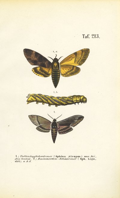 A Sphingidae családba tartozó sólyommolyok alkotó: J. W. Tenhaeff