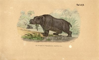  alkotó: J. W. Tenhaeff