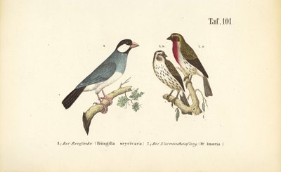 Jávai veréb és közönséges rózsapinty alkotó: J. W. Tenhaeff