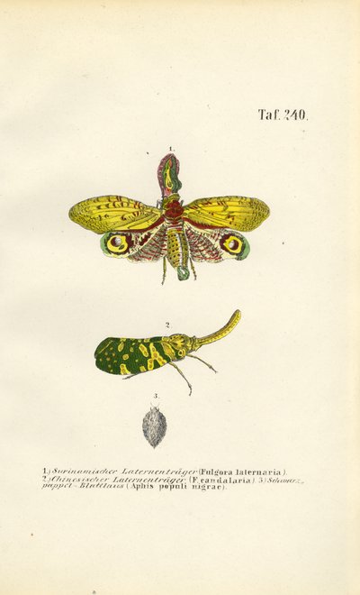  alkotó: J. W. Tenhaeff