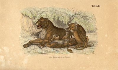  alkotó: J. W. Tenhaeff