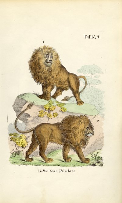 Oroszlánok különböző pózokban alkotó: J. W. Tenhaeff