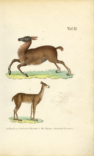  alkotó: J. W. Tenhaeff