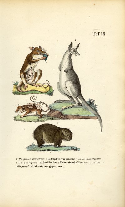 Marsupialok Amerikából és Ausztráliából alkotó: J. W. Tenhaeff