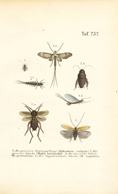 Mayflies és csótányok alkotó: J. W. Tenhaeff