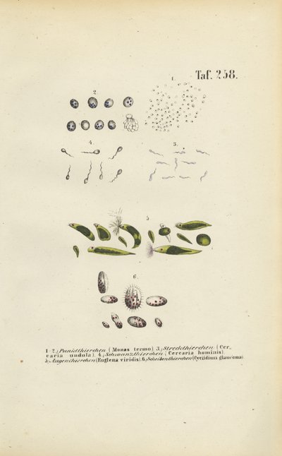  alkotó: J. W. Tenhaeff