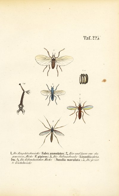 Szúnyogok és fejlődési szakaszaik alkotó: J. W. Tenhaeff