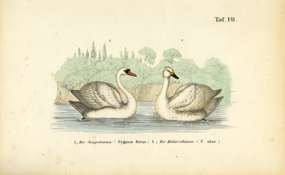 Néma hattyú és énekes hattyú alkotó: J. W. Tenhaeff