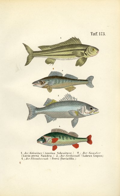  alkotó: J. W. Tenhaeff