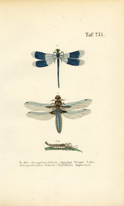  alkotó: J. W. Tenhaeff