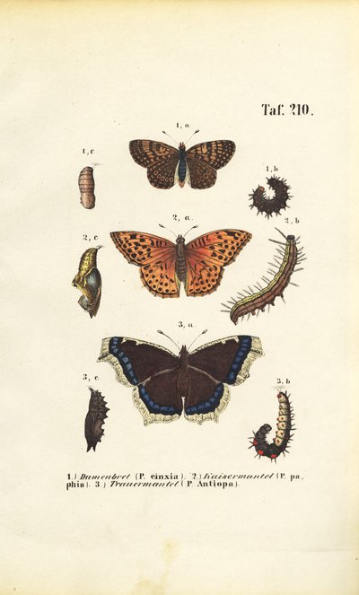 őshonos fritillárisok és ecsetlábú lepkék fejlődési stádiumokkal alkotó: J. W. Tenhaeff