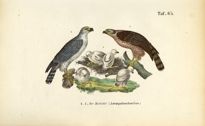 Északi sólyom a fészekben lévő fiókával alkotó: J. W. Tenhaeff