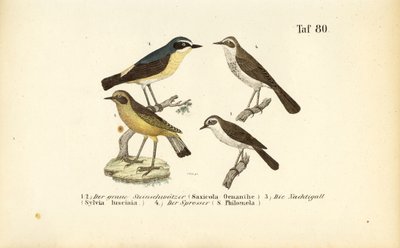 Északi fülemüle, közönséges fülemüle és rigó fülemüle alkotó: J. W. Tenhaeff