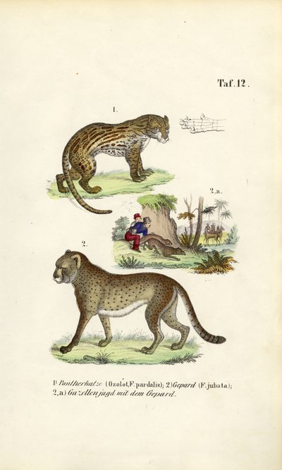 Ocelot, gepárd és gepárd vadászat alkotó: J. W. Tenhaeff