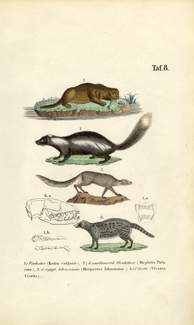 Vidra, borz, görény, ichneumon és civet koponyaillusztrációkkal alkotó: J. W. Tenhaeff