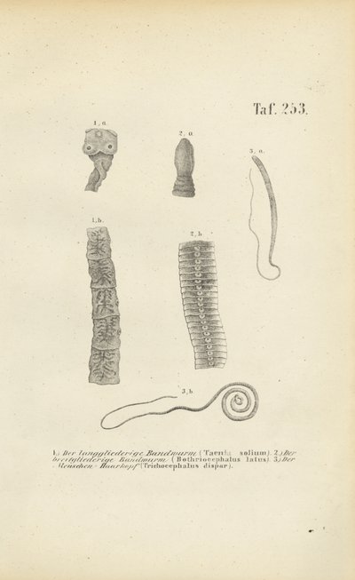 Az emberek parazita férgei alkotó: J. W. Tenhaeff