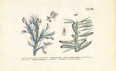 Fenyőfűrészlepke lárvák és fejlődésük alkotó: J. W. Tenhaeff