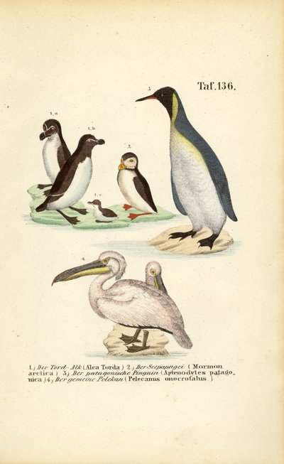  alkotó: J. W. Tenhaeff