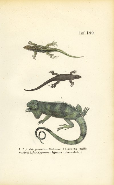  alkotó: J. W. Tenhaeff