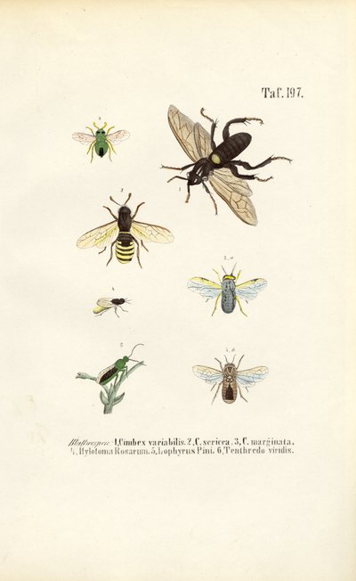  alkotó: J. W. Tenhaeff