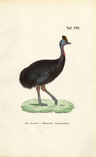 Déli kazuár alkotó: J. W. Tenhaeff