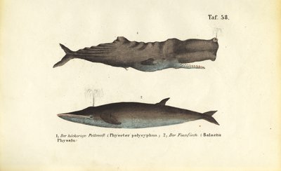  alkotó: J. W. Tenhaeff