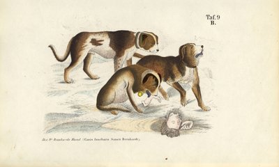  alkotó: J. W. Tenhaeff