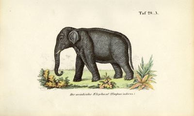 Az ázsiai elefánt alkotó: J. W. Tenhaeff