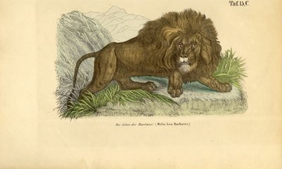 A barbár oroszlán alkotó: J. W. Tenhaeff