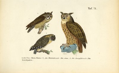 Három bagolyfaj fülpamacsokkal alkotó: J. W. Tenhaeff
