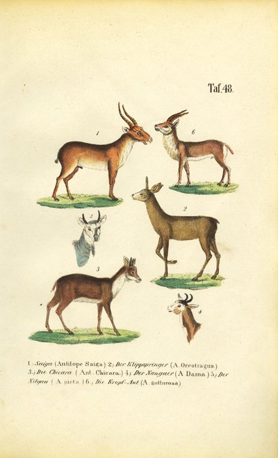 Különböző antilopfajok alkotó: J. W. Tenhaeff