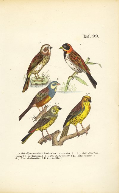  alkotó: J. W. Tenhaeff