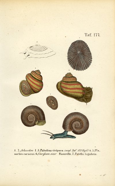 Különböző édesvízi és mocsári csigák alkotó: J. W. Tenhaeff