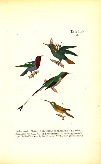 Különböző kolibri fajok alkotó: J. W. Tenhaeff