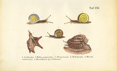 Különböző szárazföldi és tengeri csigák alkotó: J. W. Tenhaeff