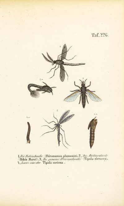 Különböző szúnyogok és szúnyogok és fejlődési szakaszaik alkotó: J. W. Tenhaeff