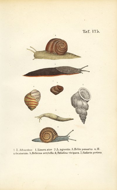  alkotó: J. W. Tenhaeff