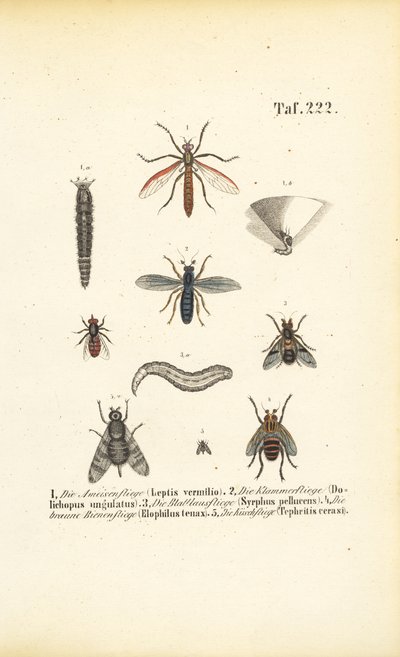 Különböző légyfajok fejlődési szakaszokkal alkotó: J. W. Tenhaeff