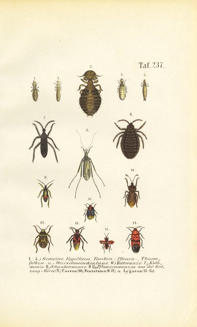  alkotó: J. W. Tenhaeff