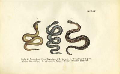  alkotó: J. W. Tenhaeff
