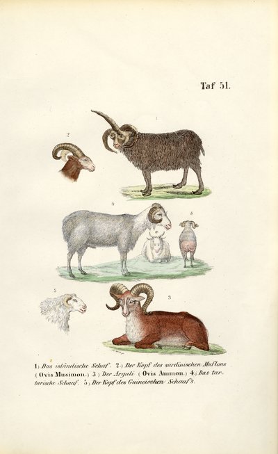 alkotó: J. W. Tenhaeff
