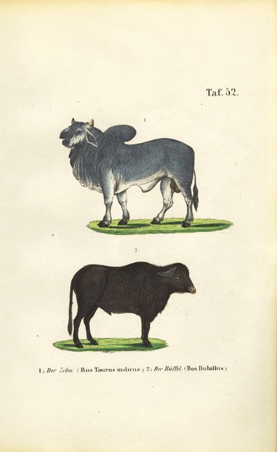 Zebu és bölény alkotó: J. W. Tenhaeff