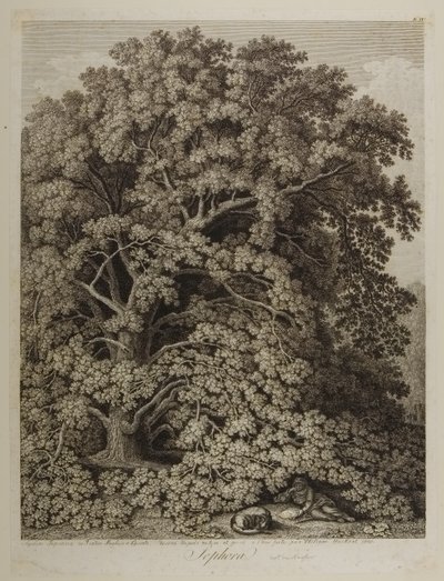 Sophora alkotó: Jacob Philippe Hackert