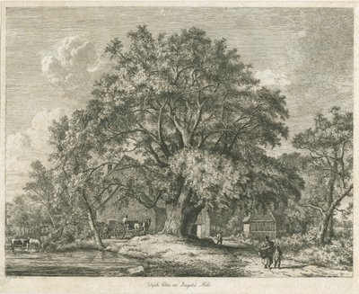 Blithfield – Wych Elm: rézkarc, 1825 alkotó: Jacob George Strutt