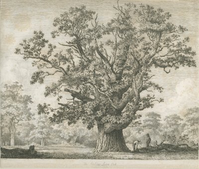 Needwood – Swilcar Oak: rézkarc, nd [c 1820-1850] alkotó: Jacob George Strutt